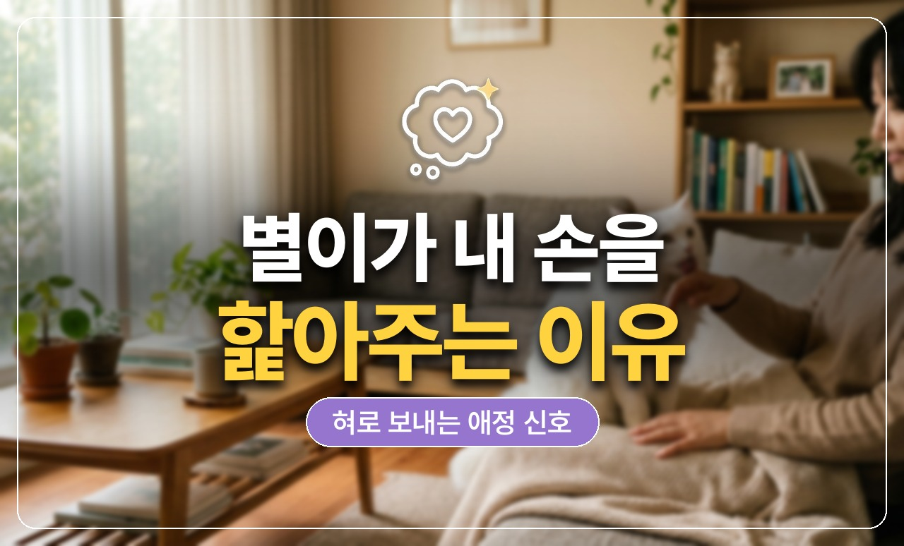 고양이 손 핥기 의미