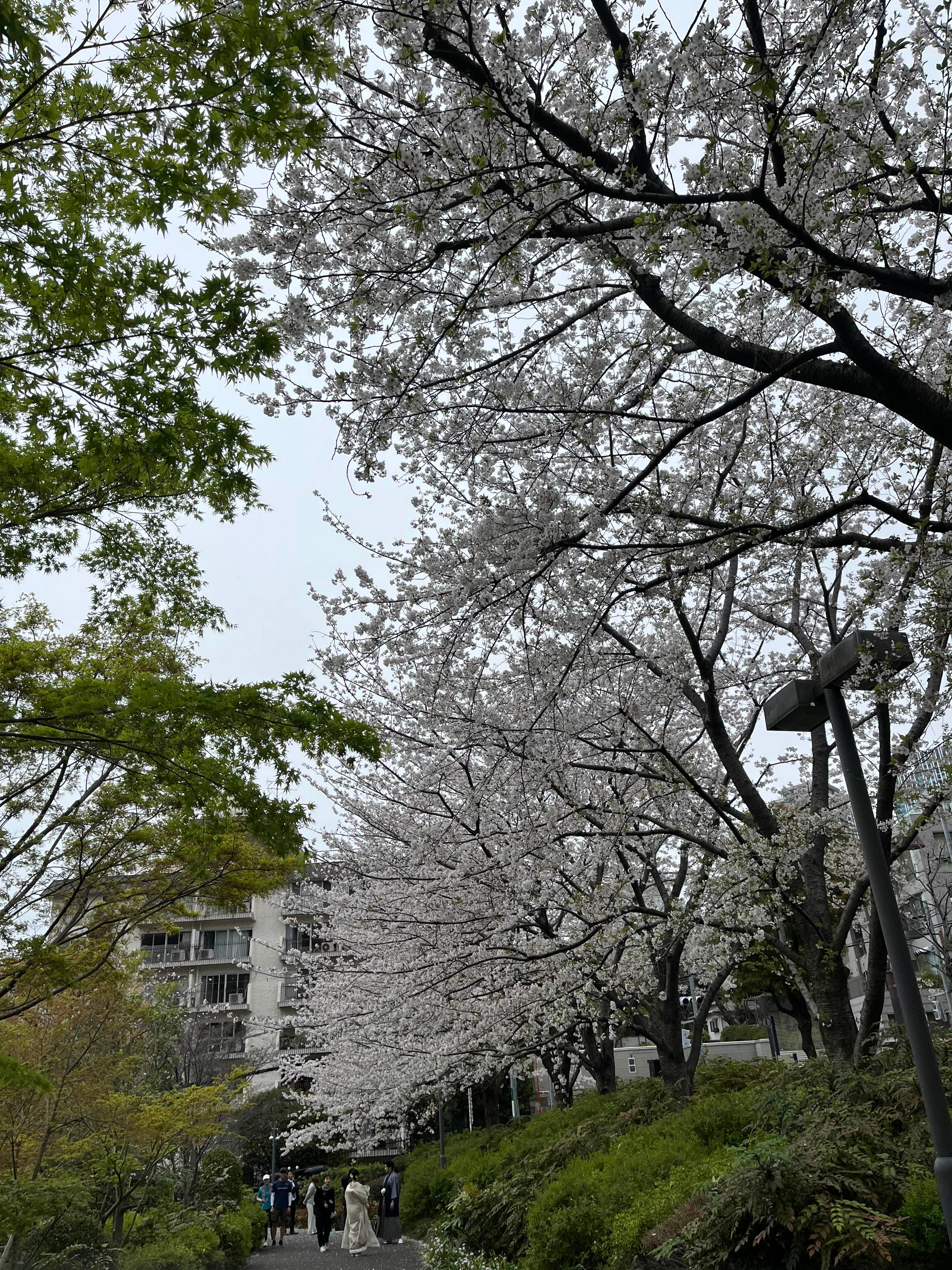 도쿄 미드타운 벚꽃