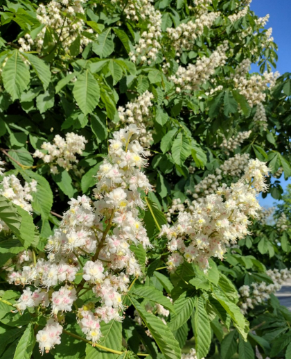 공원 마로니에 열매 독성, 먹는법 알려드린다는 거 믿지 마세요