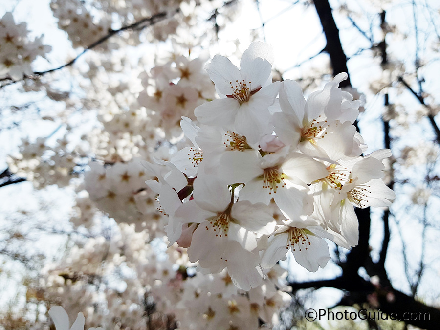여의도 벚꽃