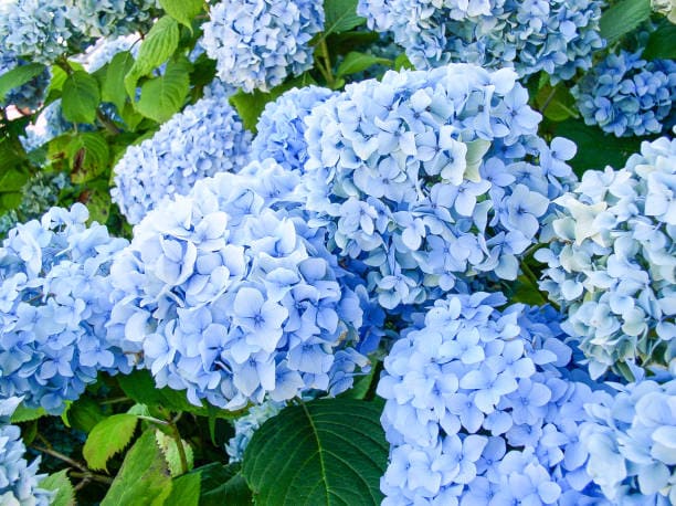 장생포 수국축제 관련 이미지