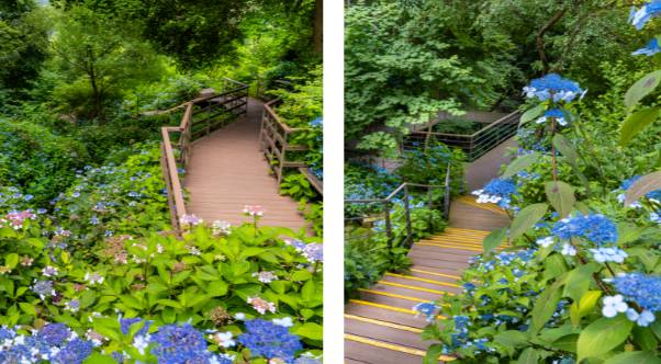 화담숲 수국 축제 예약 방법&amp;#44; 입장료&amp;#44; 모노레일 이용 팁