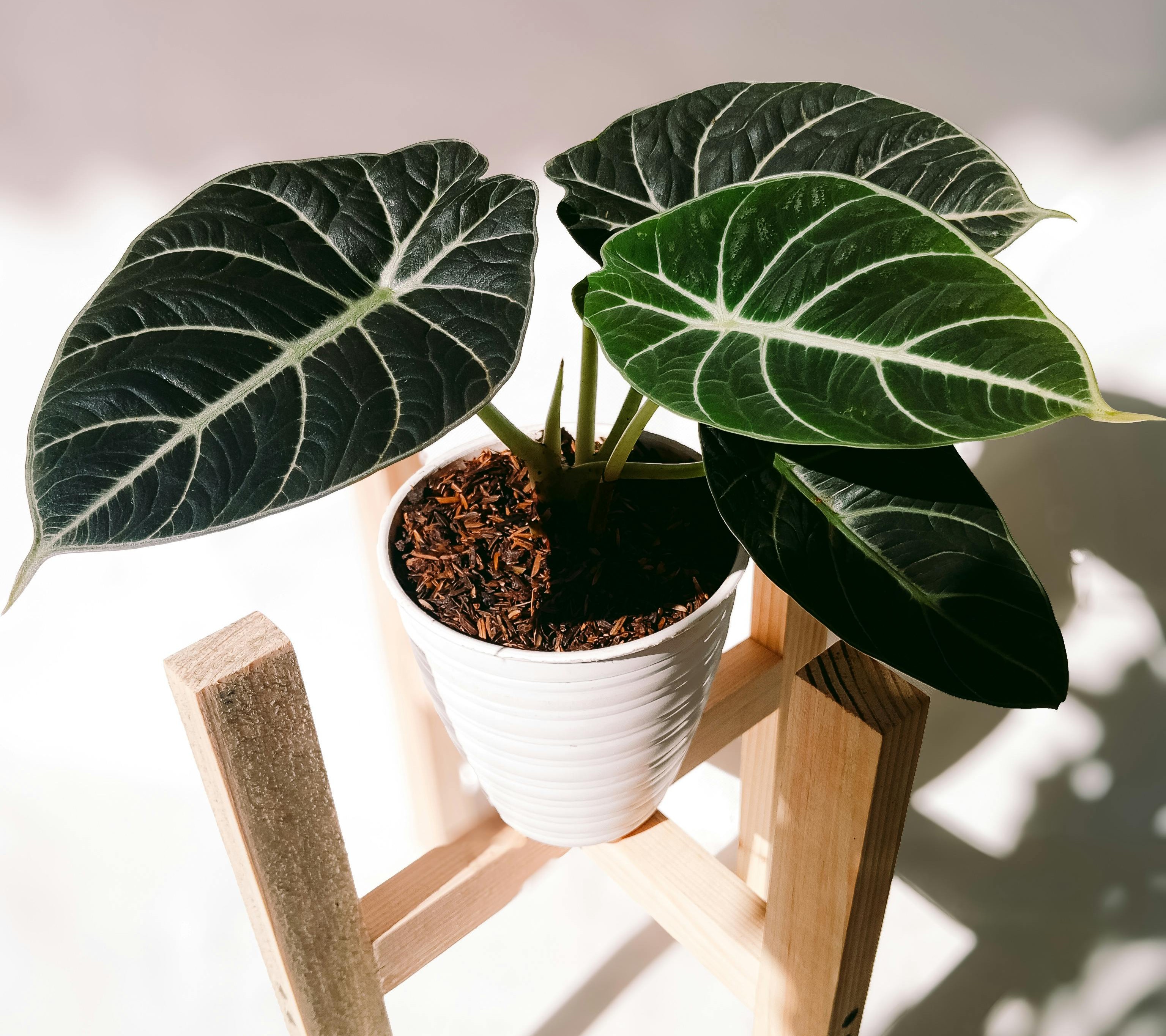 해외 희귀 식물 &ndash; 알로카시아 블랙 벨벳