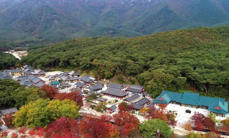 통도사 사찰 주변 나무들이 빼곡히 들어선 낮의 모습