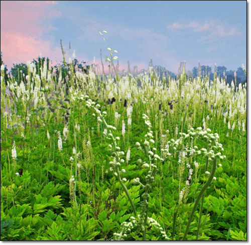 블랙 코호시 재배지