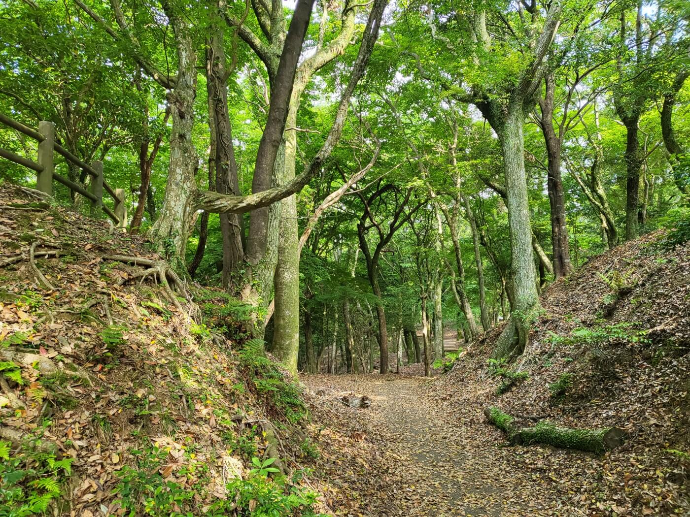 가미자카공원(上見坂公園) 숲길