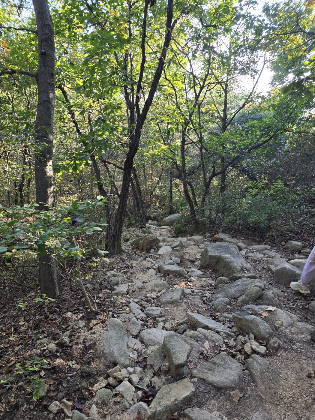 좀더 수월한 명상의 숲 길