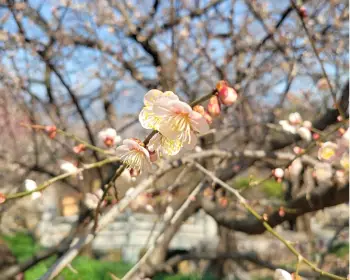 매화꽃 개화시기_25