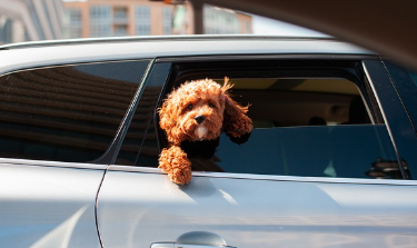 강아지 사료 종류 및 의미 (홀리스틱,그레인프리,휴먼그레이드)