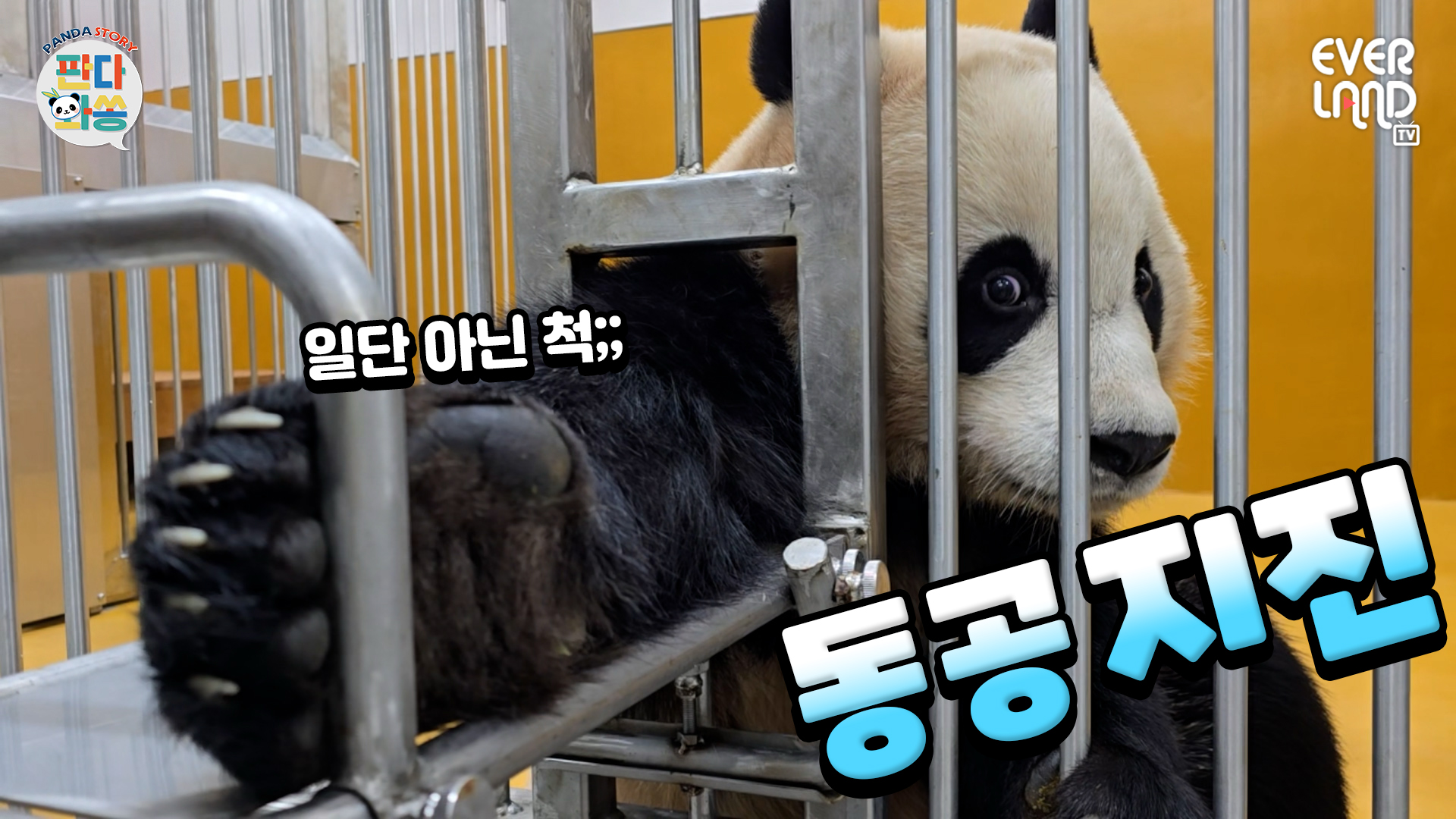 누구인가 누가 밥 먹는데 트림 소리를 내었는가 | #판다와쏭 #236