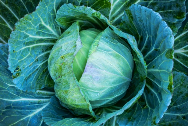 갱년기에 좋은 음식-양배추