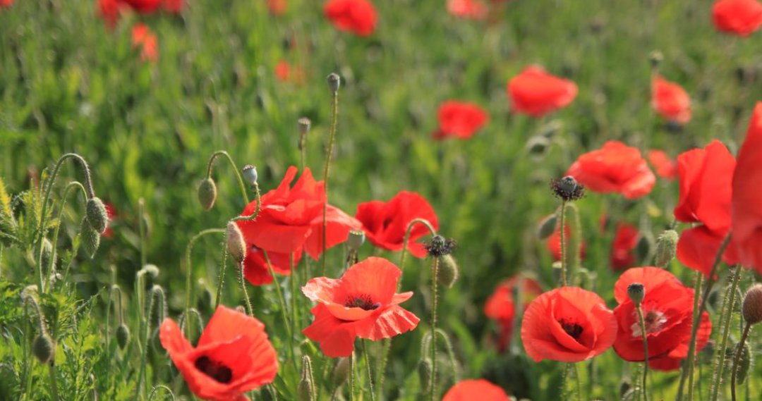 하동 양귀비 꽃 축제