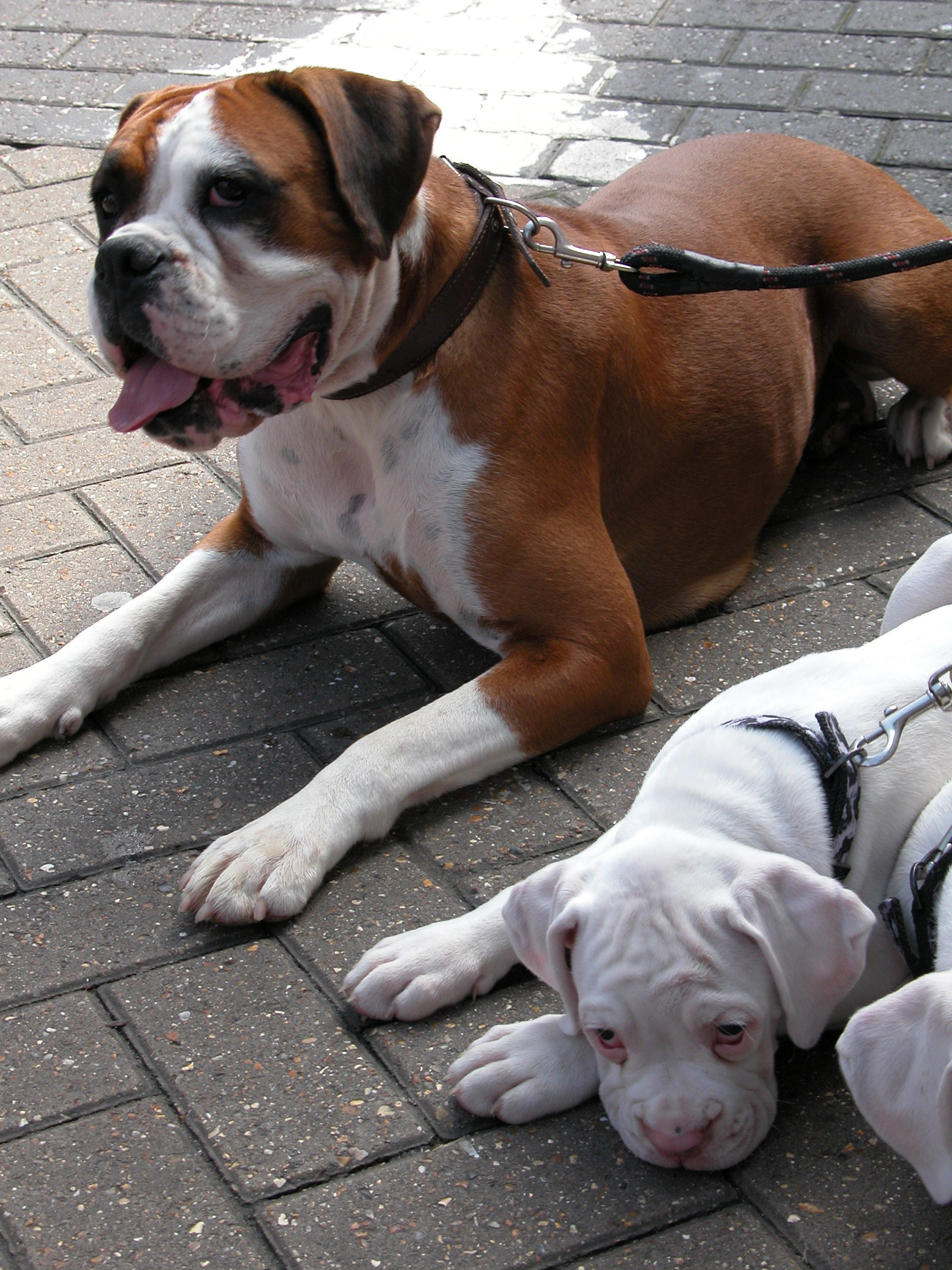 강아지 하네스 vs 목줄 관련 사진