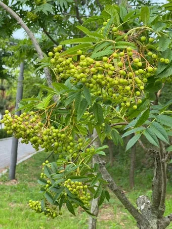 마가목 열매 효능 먹는 법 부작용 포함 10가지 정리_16
