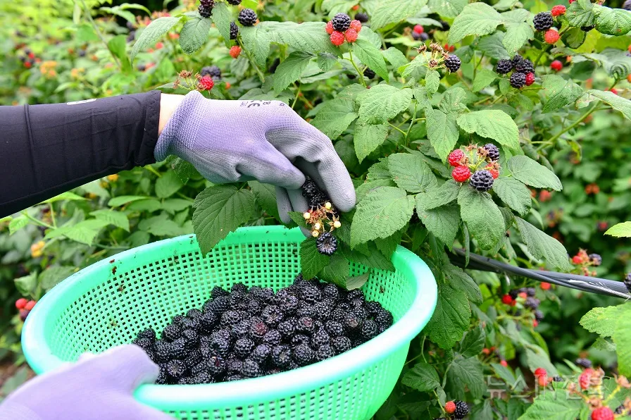 복분자 재배 지주 세우기 가지치기 병해 예방_4