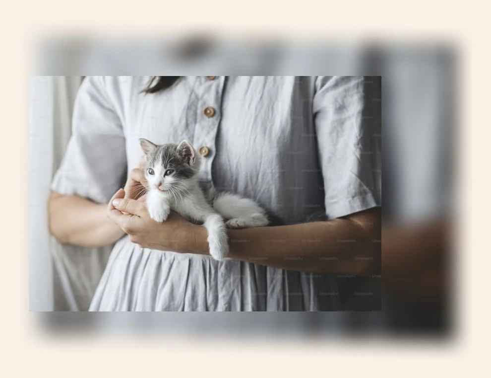 고양이 이동장 선택_2_subsection