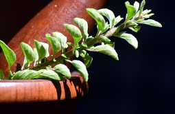 비단풀 효능과 부작용 총정리 : 전통 약초의 놀라운 기능