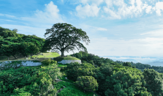 성흥산 사랑나무