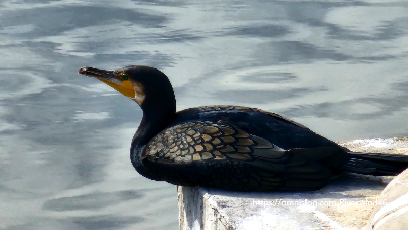 민물가마우지 Freshwater cormorant