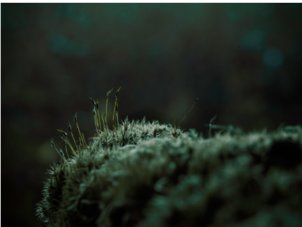 도시 속 이끼, 작지만 강력한 환경 지킴이