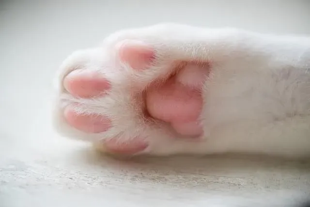 고양이 발톱 빠짐 피 염증_4