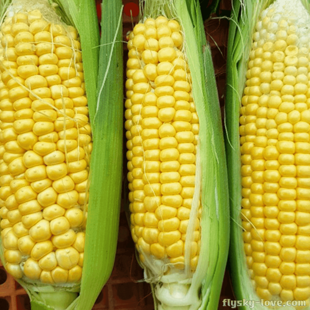 6월 제철 달콤 아삭한 초당 옥수수