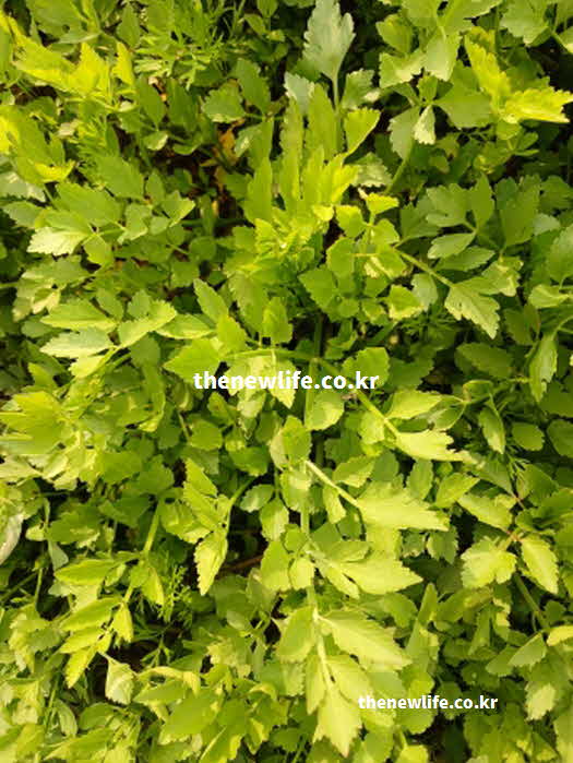미나리 효능 간 건강 페르시카린