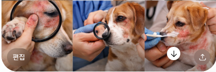 강아지 피부병, 왜 반복될까?곰팡이·알레르기·세균성 피부염을 원인을 알면 해결 가능합니다.