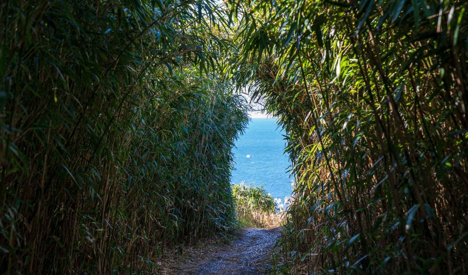 제주 비양도 대나무숲