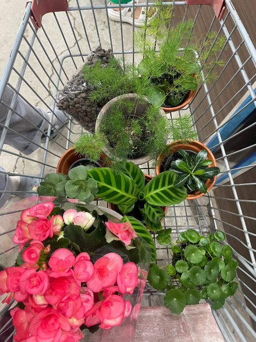 식집사가-좋아할만한-파주-식물원-조인폴리아-화훼단지