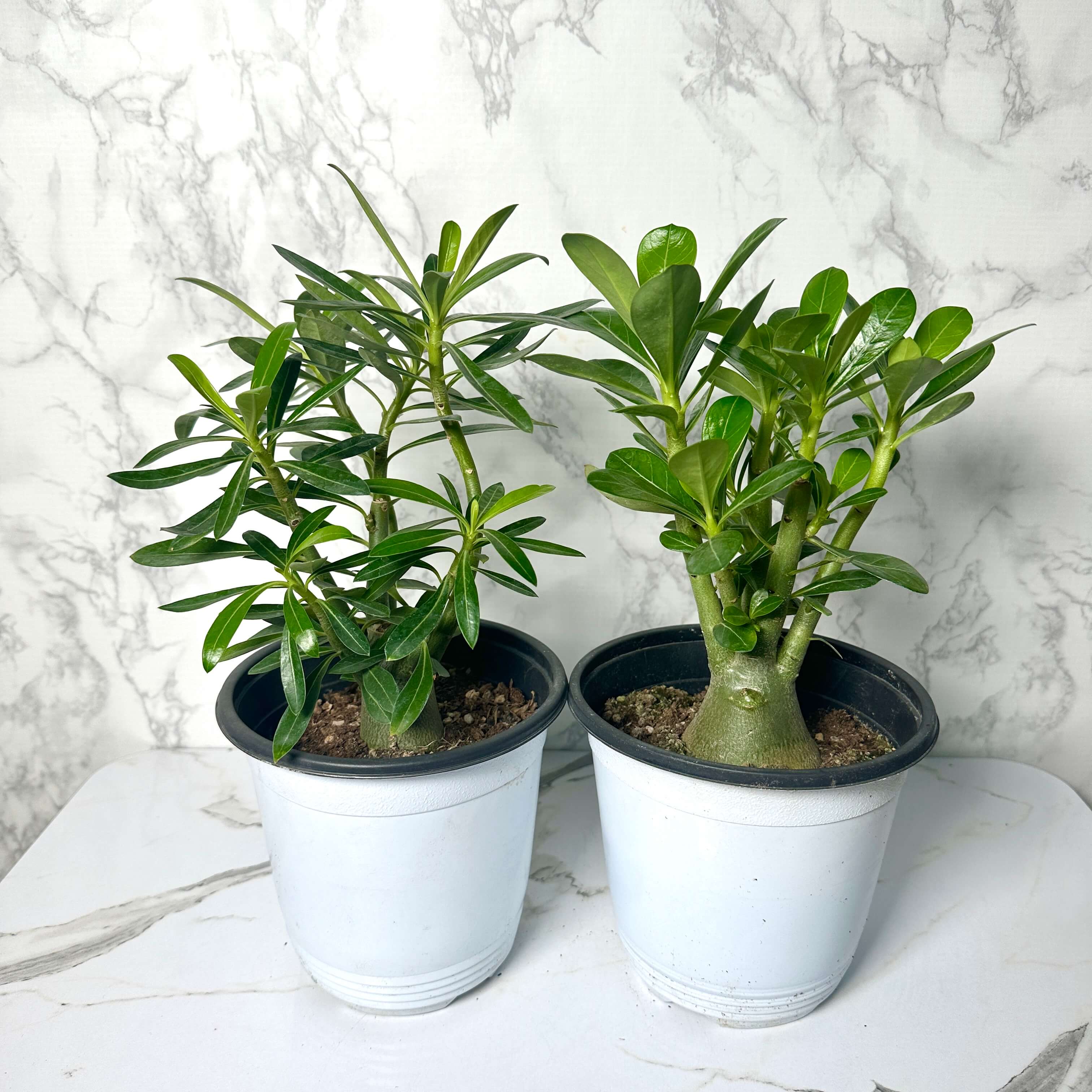 바오밥나무 아데니움 오베숨