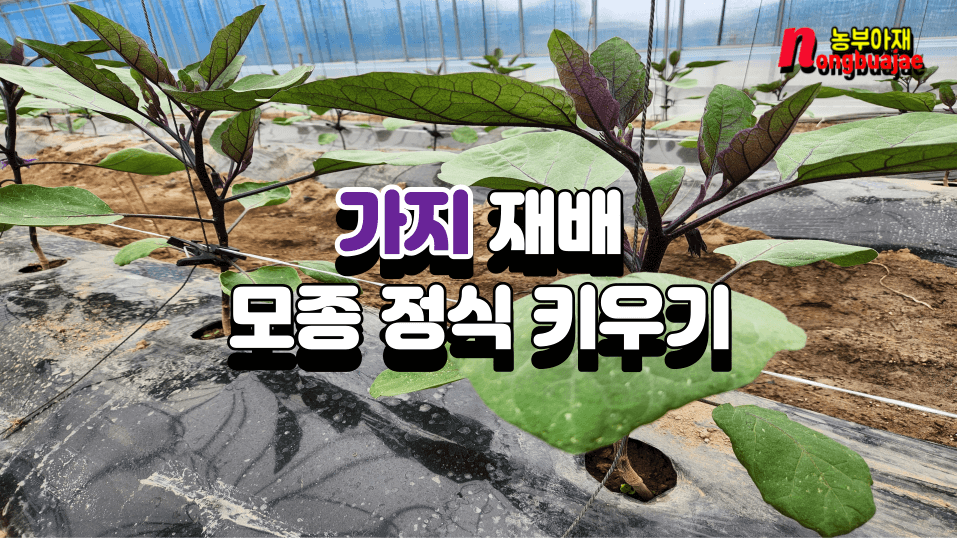 가지 모종 정식. 키우기