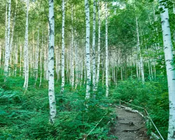 인제 자작나무숲_31