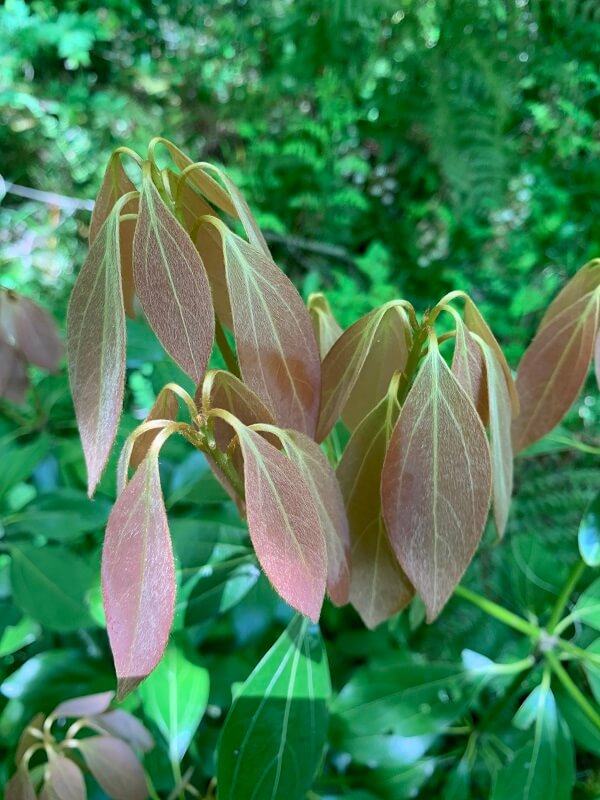 제주에코랜드 - 참식나무
