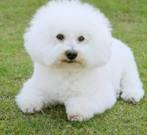 KB 펫보험 강아지 보험 동물등록증 할인 후기