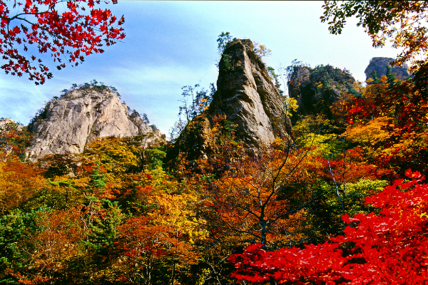 노화와 낙엽의 생리 기작