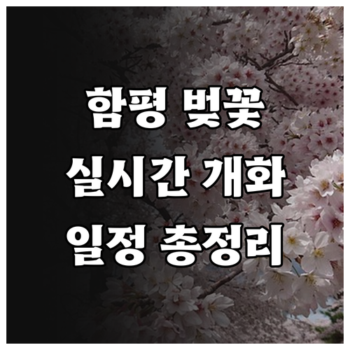 2026년 함평 벚꽃 축제 일정 및 ..