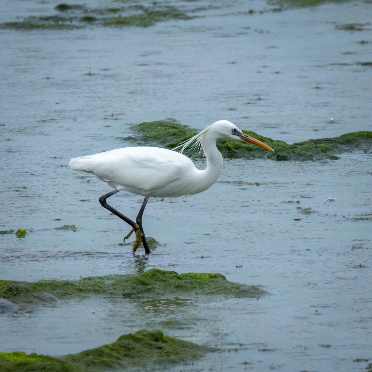 노랑부리백로 서식지와 멸종 위기 원인｜2025 보호정책 정리