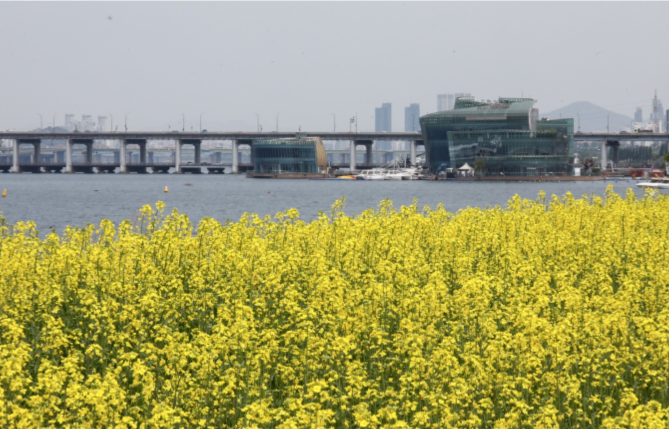 서래섬 유채꽃 축제