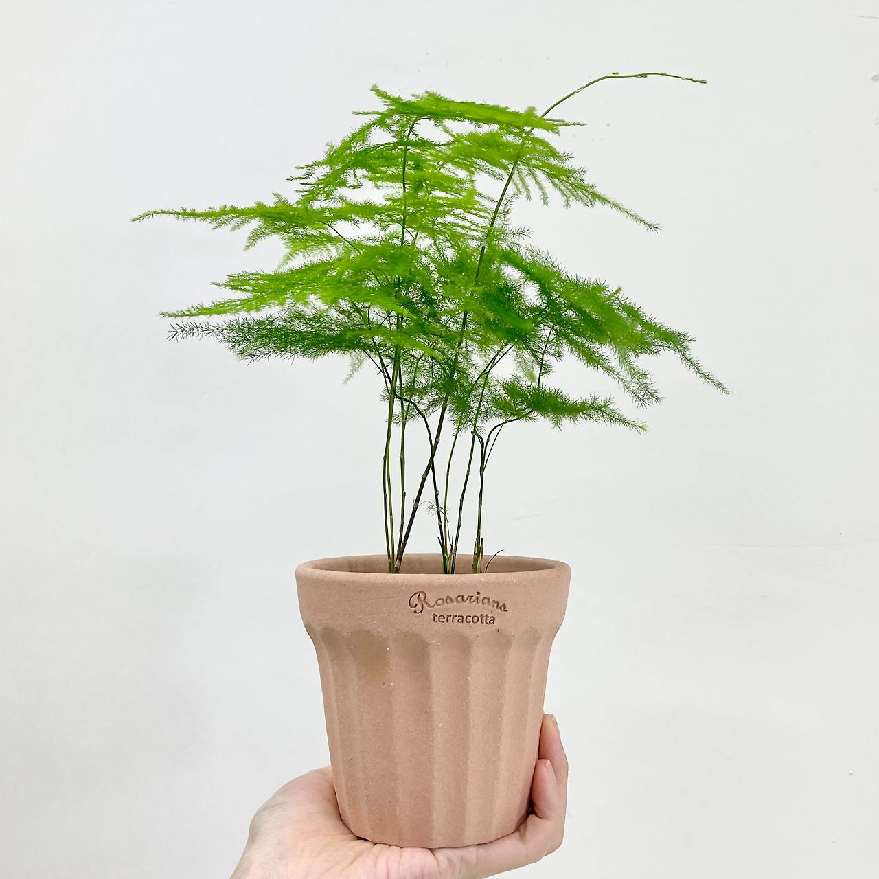 아스파라거스 나누스