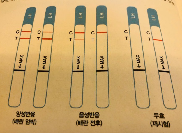 임신 테스트기 올바른 사용법