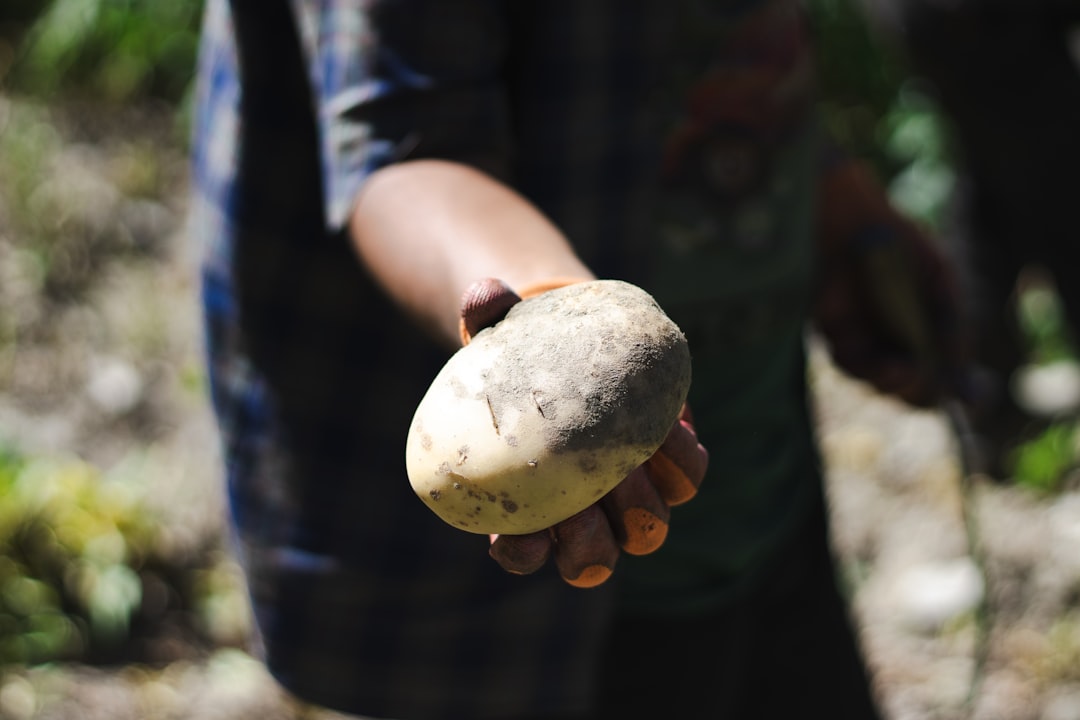 Potato.