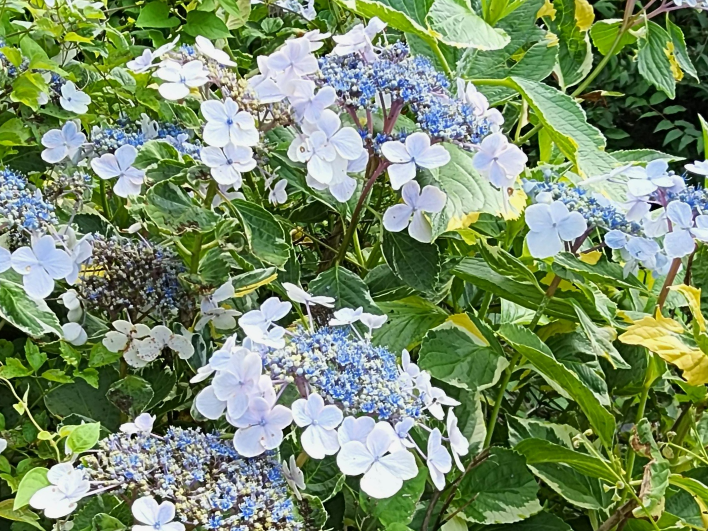 산수국을 마주한 뒤 생각이 바뀐 순간들|화려함보다 환경이 먼저였던 이유