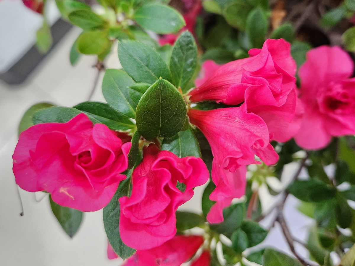 아젤리아(서양철쭉)