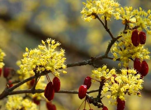 공진단-효능-산수유
