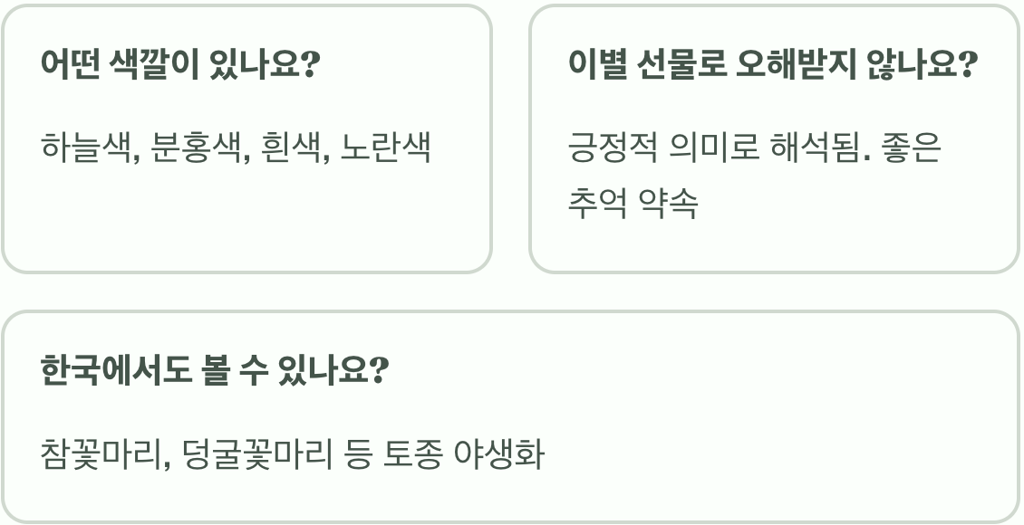 물망초 꽃말과 상징적인 의미 총정리