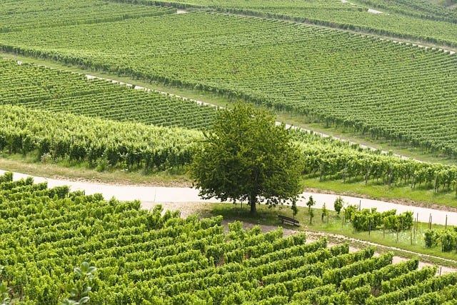 2025 화성송산포도축제&amp;#44; 달콤한 가을의 특별한 하루! 