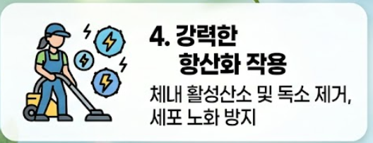 알부민 효능