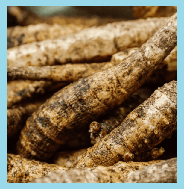 더덕-확대한-모습