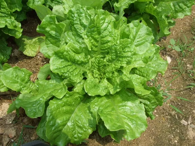 반려식물 입문 키우기 물주기 햇빛선택 기준 시니어에게 좋은 목록_2